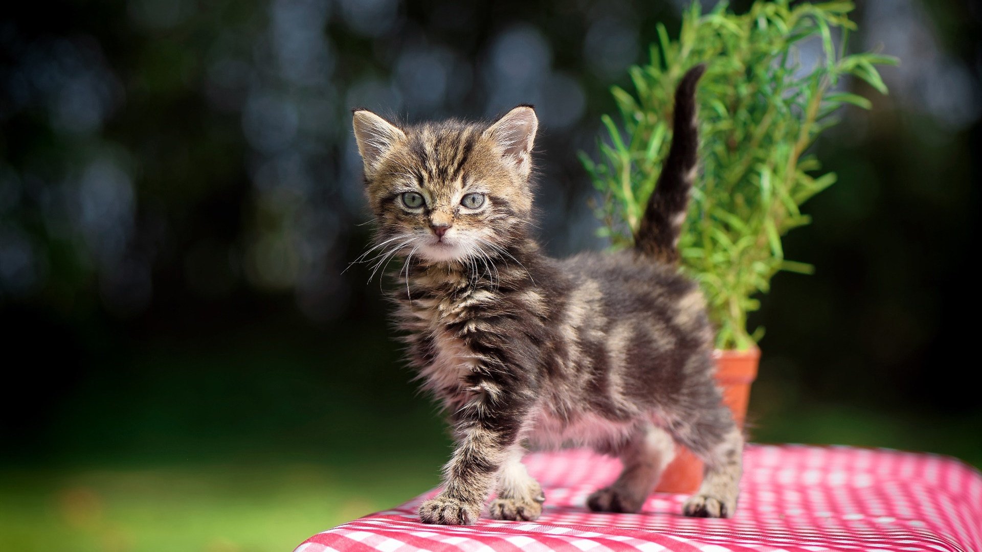 宇宙碰撞！哈登超神爆发，掘金降维打击提前终结悬念，山西队学到什么？