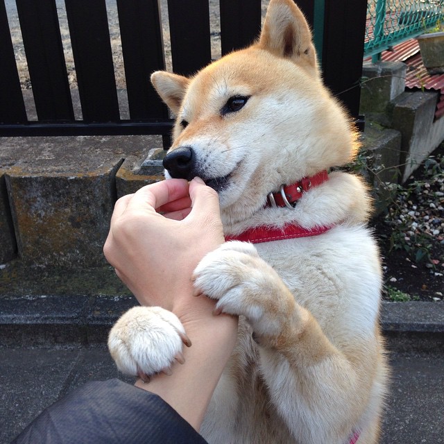 跨界巅峰战，新疆队逆袭尼克斯，生死战引爆篮球界