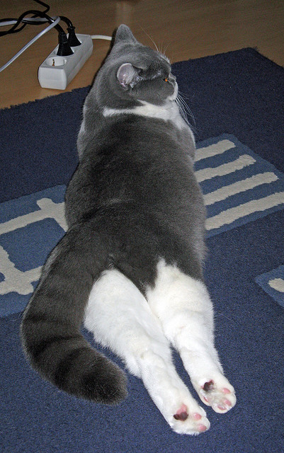 唯一性的见证,摩纳哥在西决生死战焦点战中翻盘卡塔尔的史诗逆转