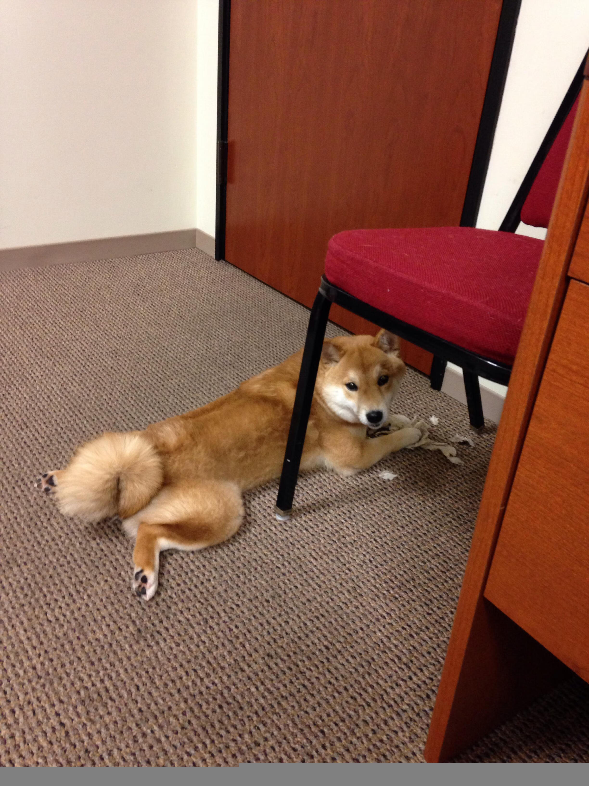 利拉德开启无解模式，黄蜂半场打花独行侠