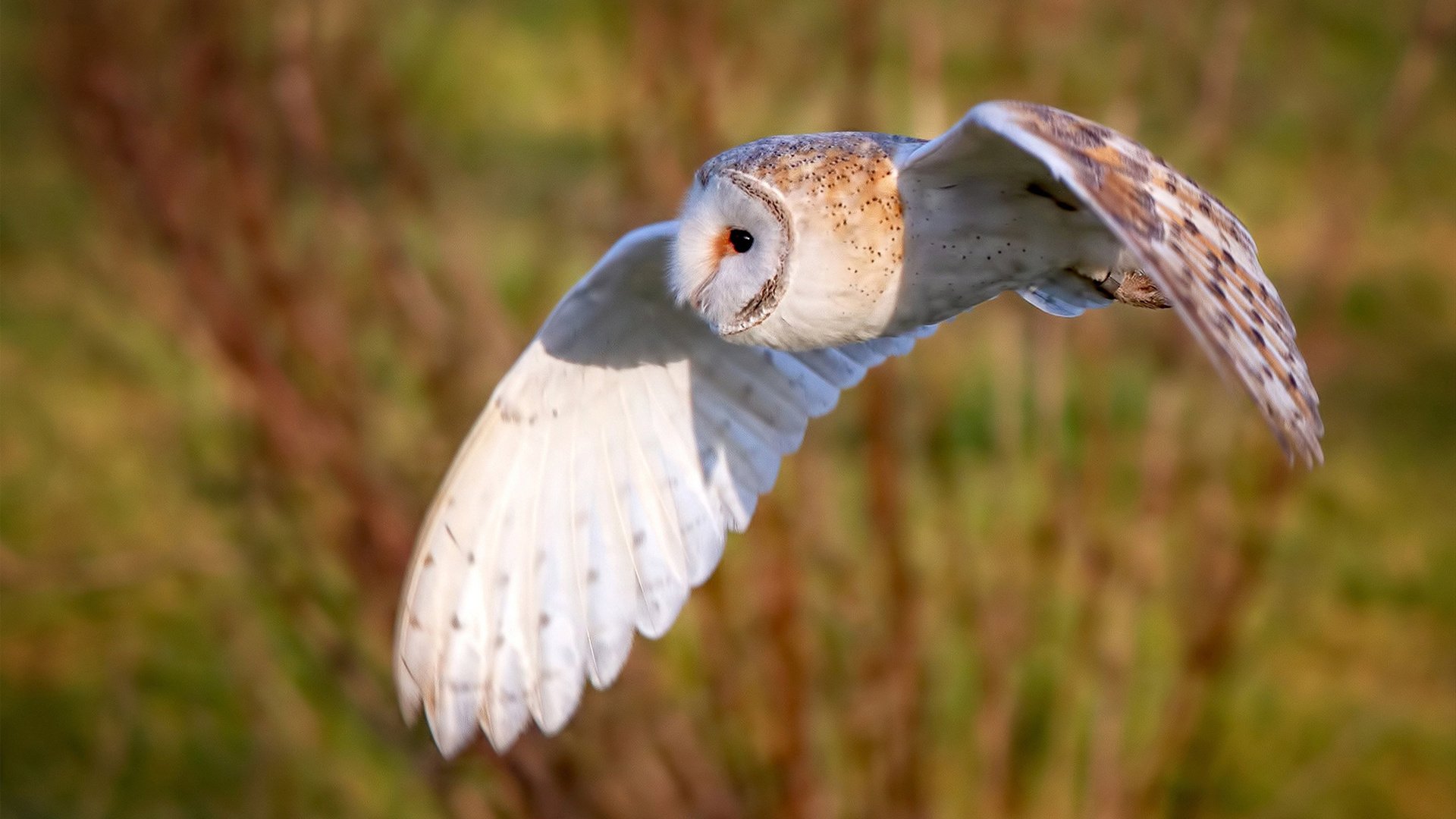 绿茵场上的文明对话，当拉齐奥的蓝邂逅尼日利亚的绿，卡马文加如何成为破局密钥？