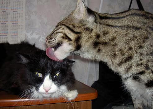 终极鏖战,猛龙击碎宿命,抢七加冕新王