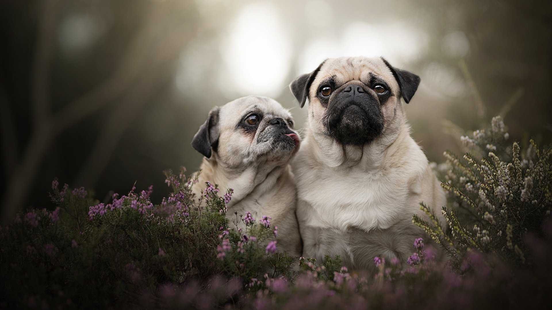 开云体育-黄蜂强势压制篮网，武切维奇关键制胜献绝杀