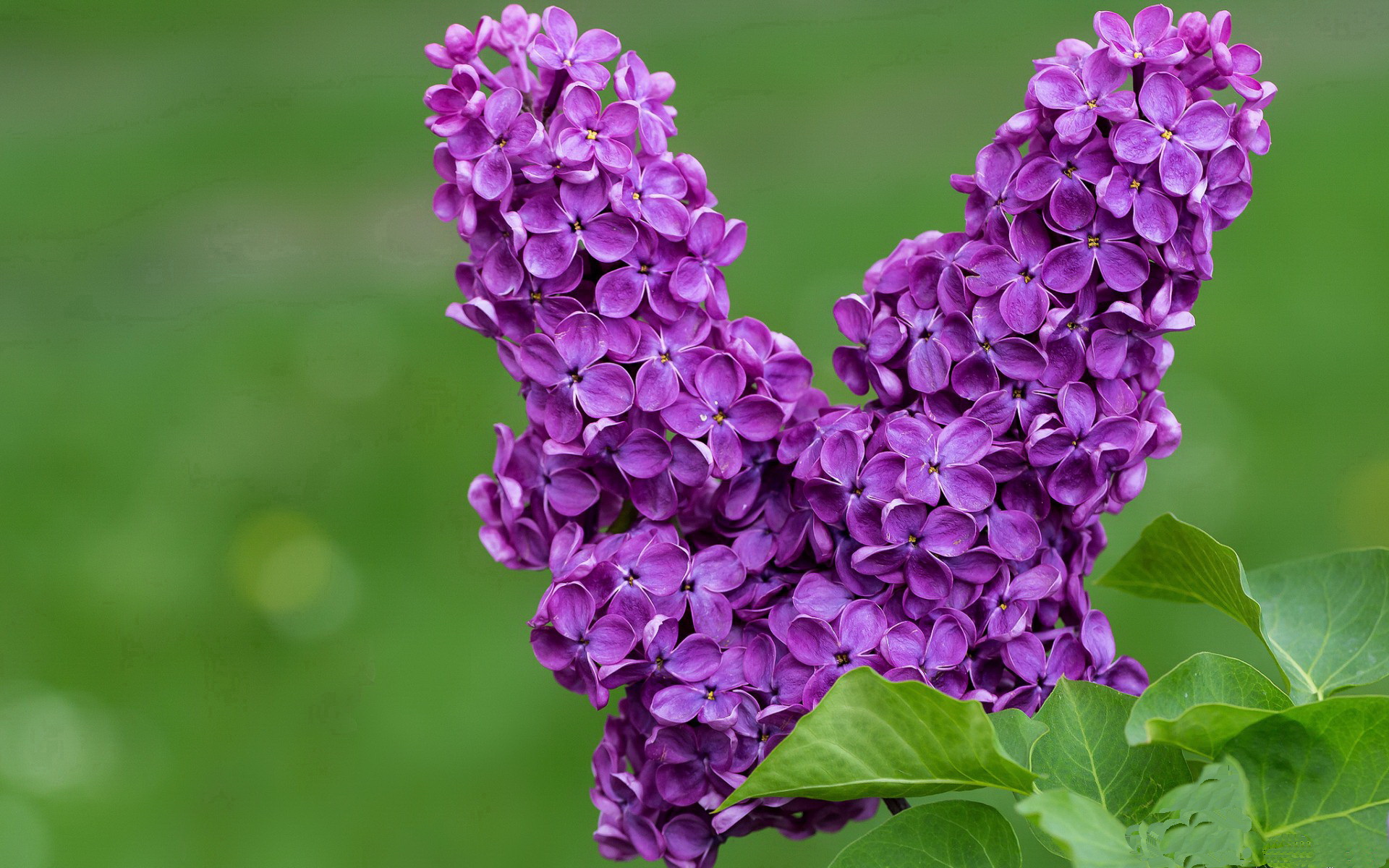 阿劳霍绝杀！友谊赛中的传奇时刻—瑞典对阵那不勒斯记