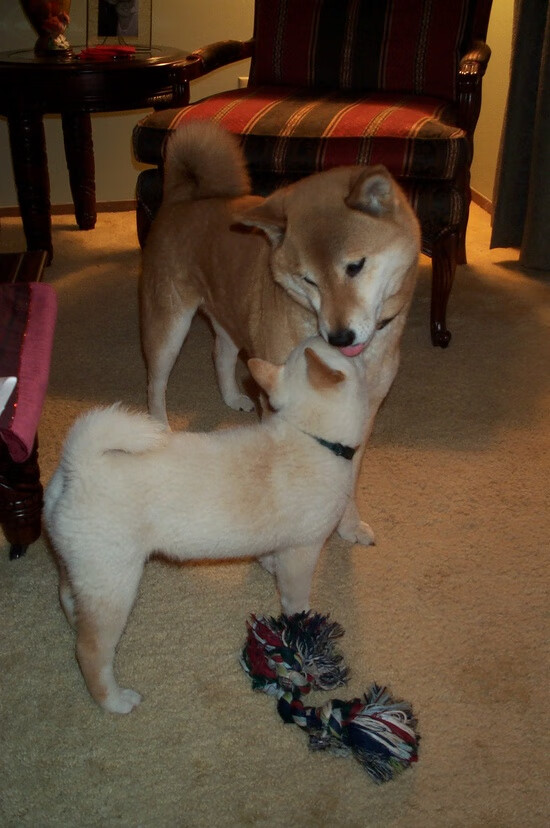 跨越洲际的足球寓言,当蓝军邂逅咖啡骑兵,富安健洋一肩挑起东西方天平