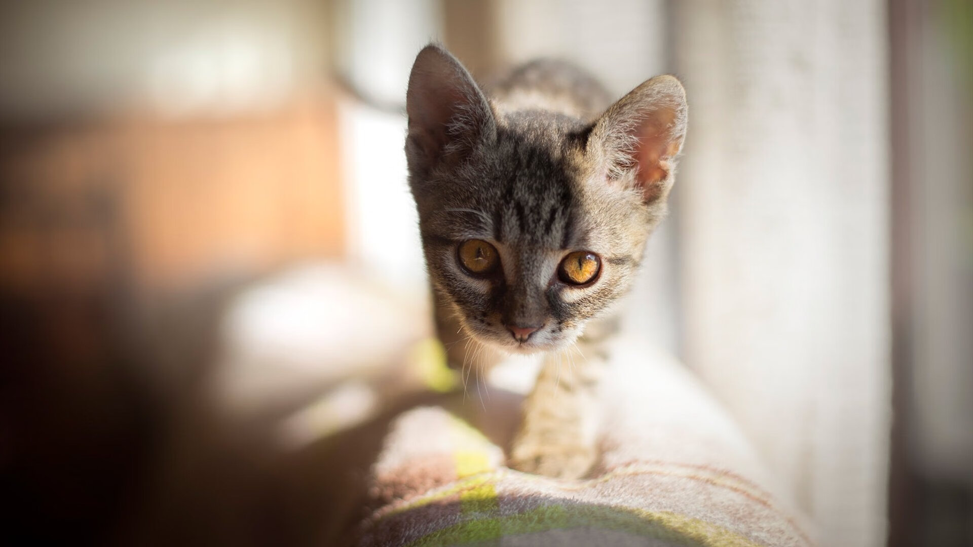 开云体育官网-鏖战至最后一秒!巅峰对决爵士险胜广厦,詹姆斯加冕关键先生