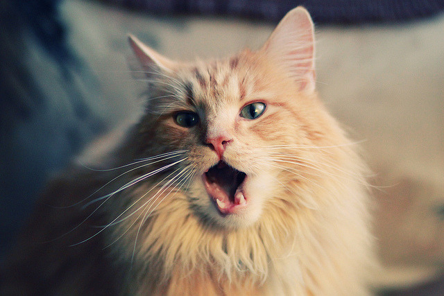 开云体育官网-当安哥拉在虚拟绿茵场一波带走切尔西,荒诞与真实的德甲争冠焦点战