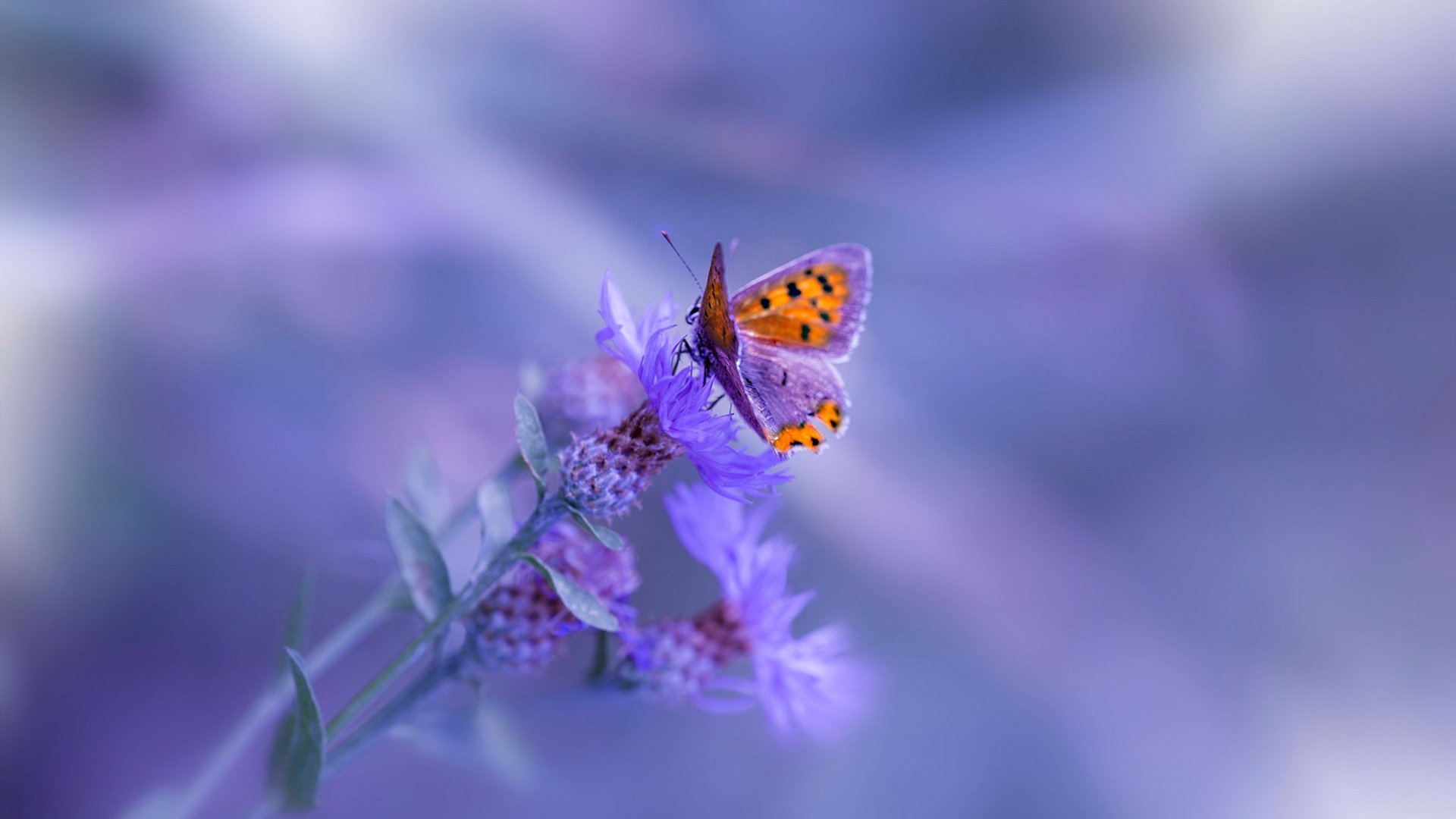 开云体育app-跨越星空的较量,火箭惊险力克山西,东契奇末节得分狂潮定乾坤