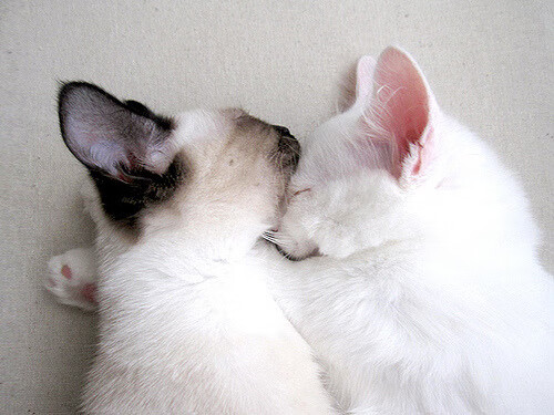 开云下载-哈利伯顿化身魔术师,马刺轻取上海队展现实力碾压